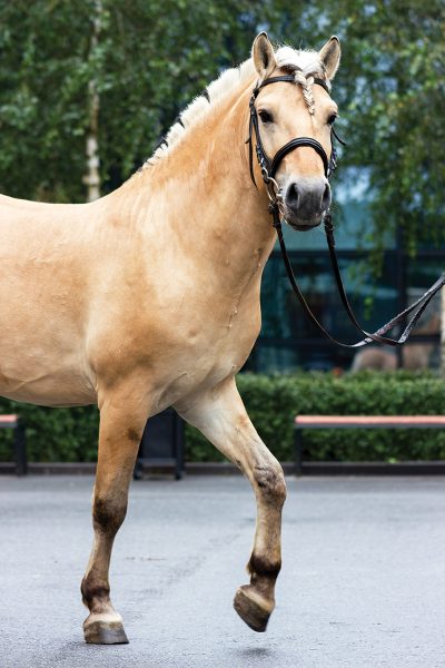 A Norwegian Fjord horse