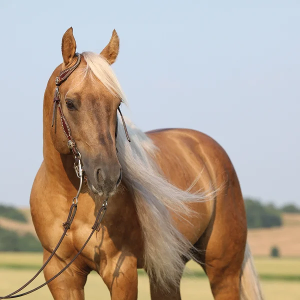 A palomino with a long mane.
