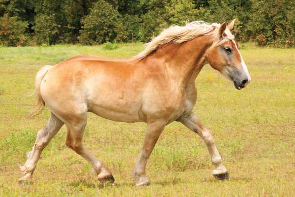 A Belgian horse, a draft breed, trotting