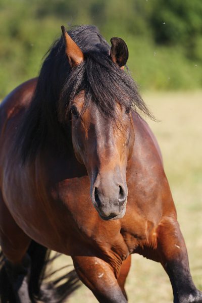 A Cleveland Bay horse.
