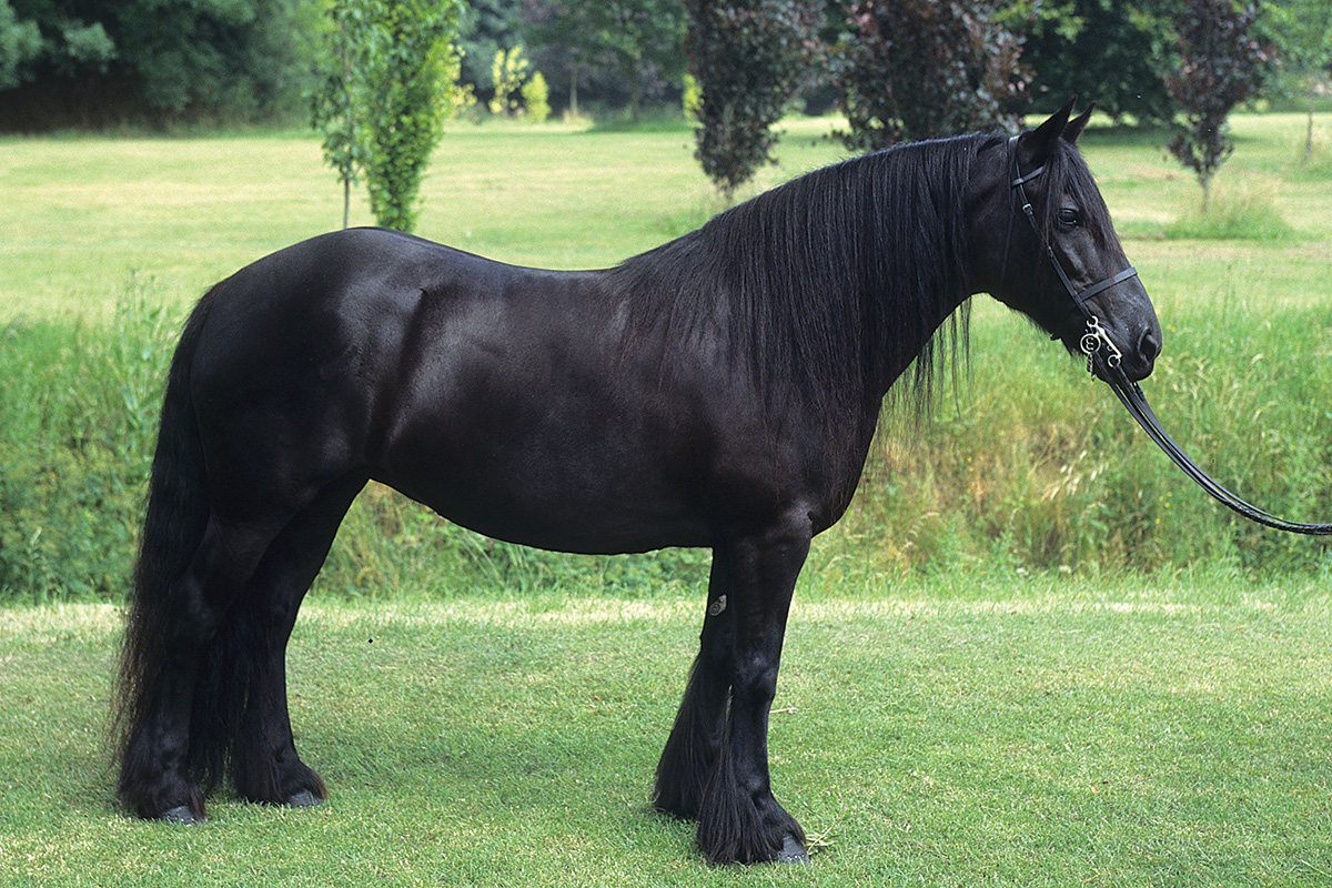 Meet the Fell Pony