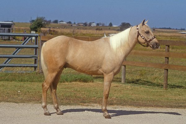 A conformation photo of a young palomino.
