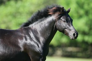 Breed Spotlight: German Riding Pony