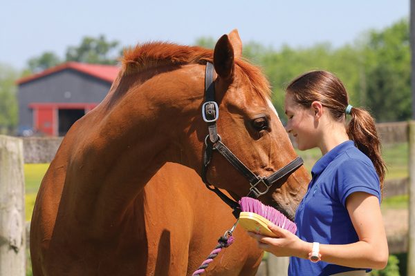 A young girl grooming her horse