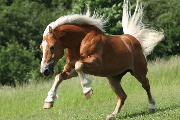 A galloping Haflinger Horse