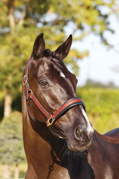 A headshot of a Hanoverian horse.