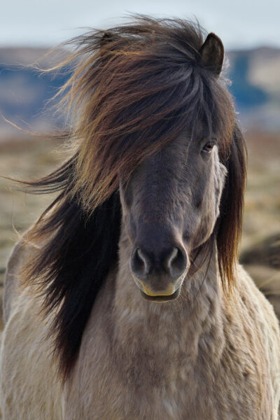 A head-on head shot of an Icelandic Horse