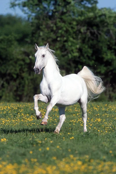 A Lipizzan horse galloping in a field of flowers.