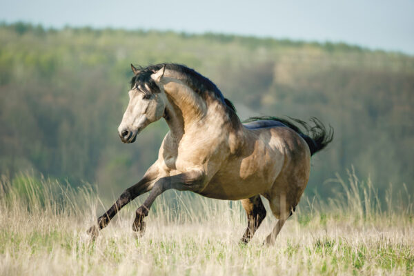 A galloping dun Lusitano