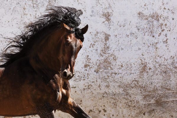An artistic photo of a bay horse with a flowing mane