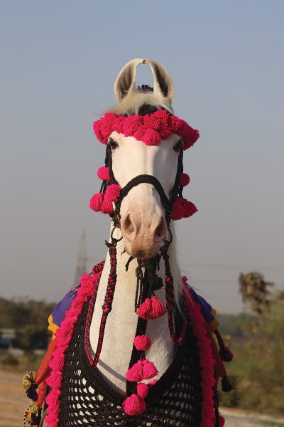 A Marwari horse in tradition Indian dress