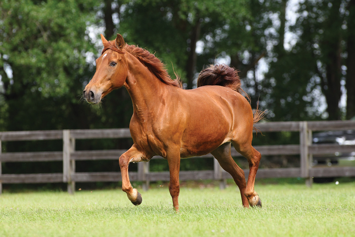 Meet the Missouri Fox Trotter