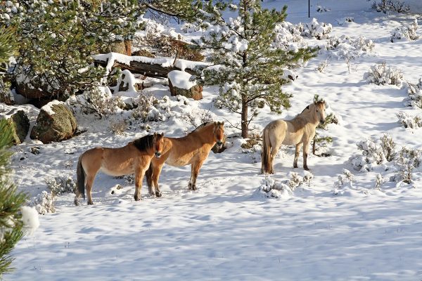 A herd in the snow