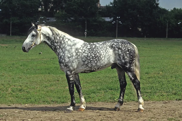 A dappled gray Orlov Trotter horse.