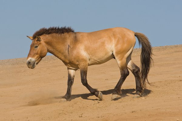 A Przewalski’s horse, a relative of the domestic horse, is considered the only true living wild horse