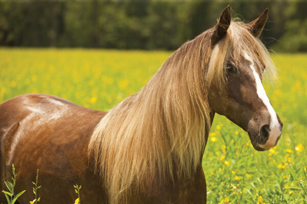 A Rocky Mountain Horse in a field of flowers