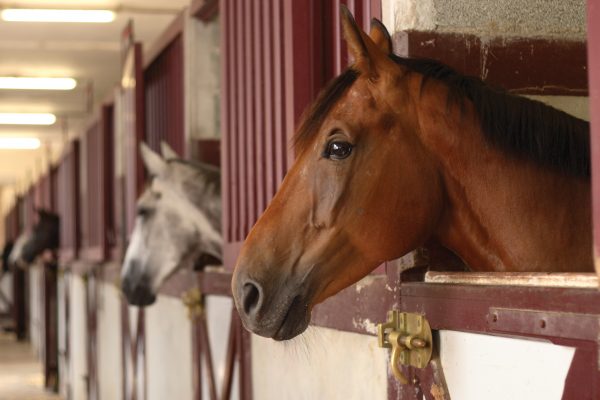 Horses in a barn