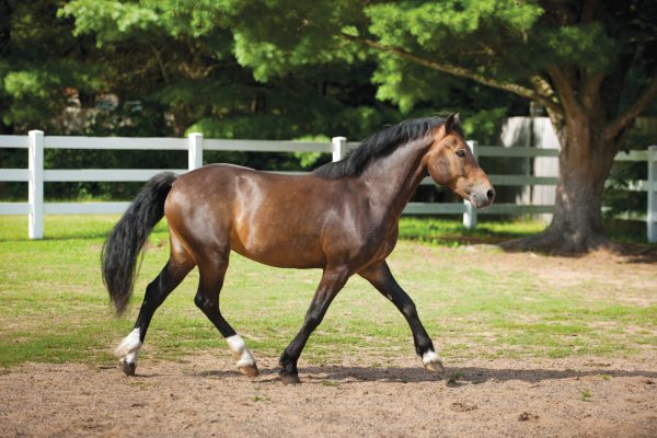 A Section C Welsh Pony of Cob Type, the rarest section of the Welsh Pony breed.