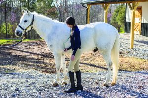 First-Aid for Horses