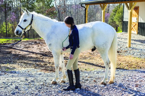 first-aid for horses