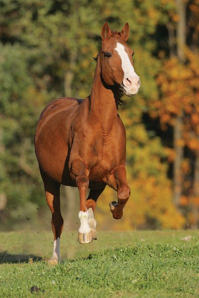 A chestnut Thoroughbred horse galloping in a field.