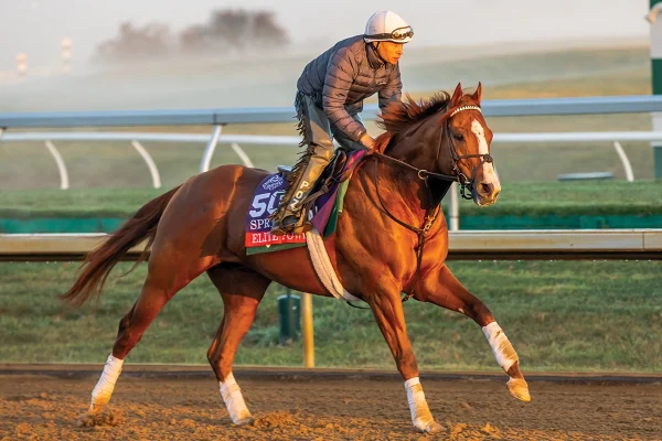 A racehorse during a morning workout.