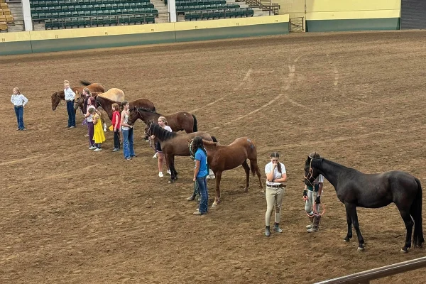 Wild Rose Mustang Advocacy Group's Youth Trainer Program in the arena.