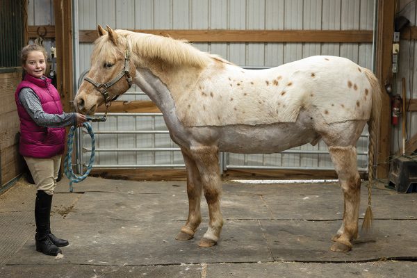 A young girl holds her horse, showing his winter clipping