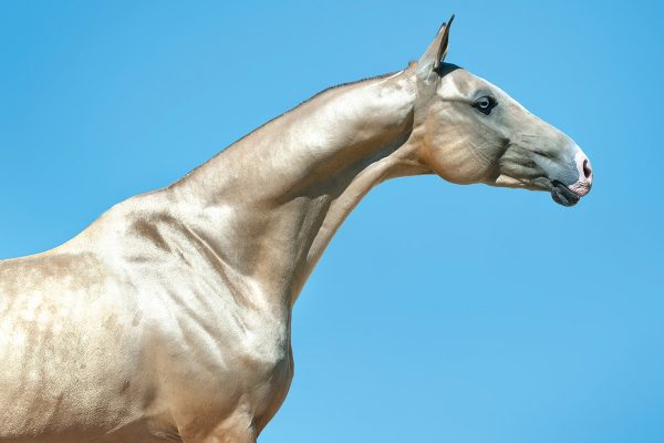 An Akhal-Teke horse with their trademark golden gleam