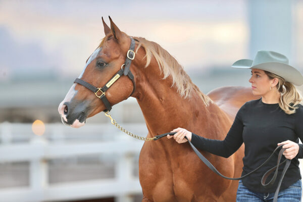 Melanie Smith of Solo Select Horses, who specializes in the unique horse career of breeding and online sale of western performance horses. 