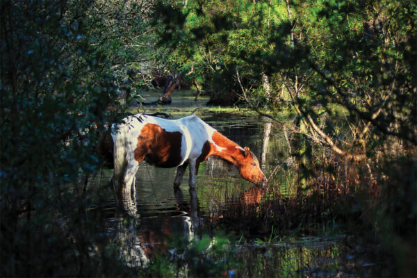 A Chincoteague pony drinking from a pond