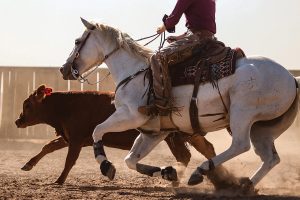 Joining a Ranch Horse Team in College