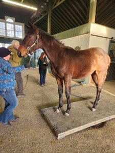 Horse Career: Equine Nutritionist