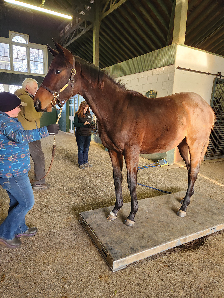 Horse Career: Equine Nutritionist