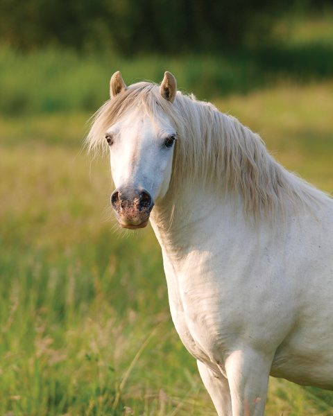 A chubby pony.