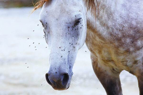 Flies swarm a horse's face. This is why fly control is important.