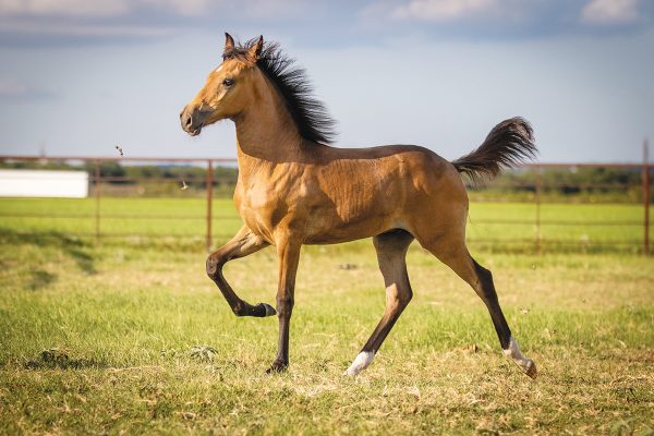 A Peruvian foal showing off in a field.