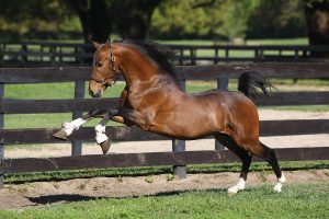 Breed Spotlight: Hackney Horse & Pony