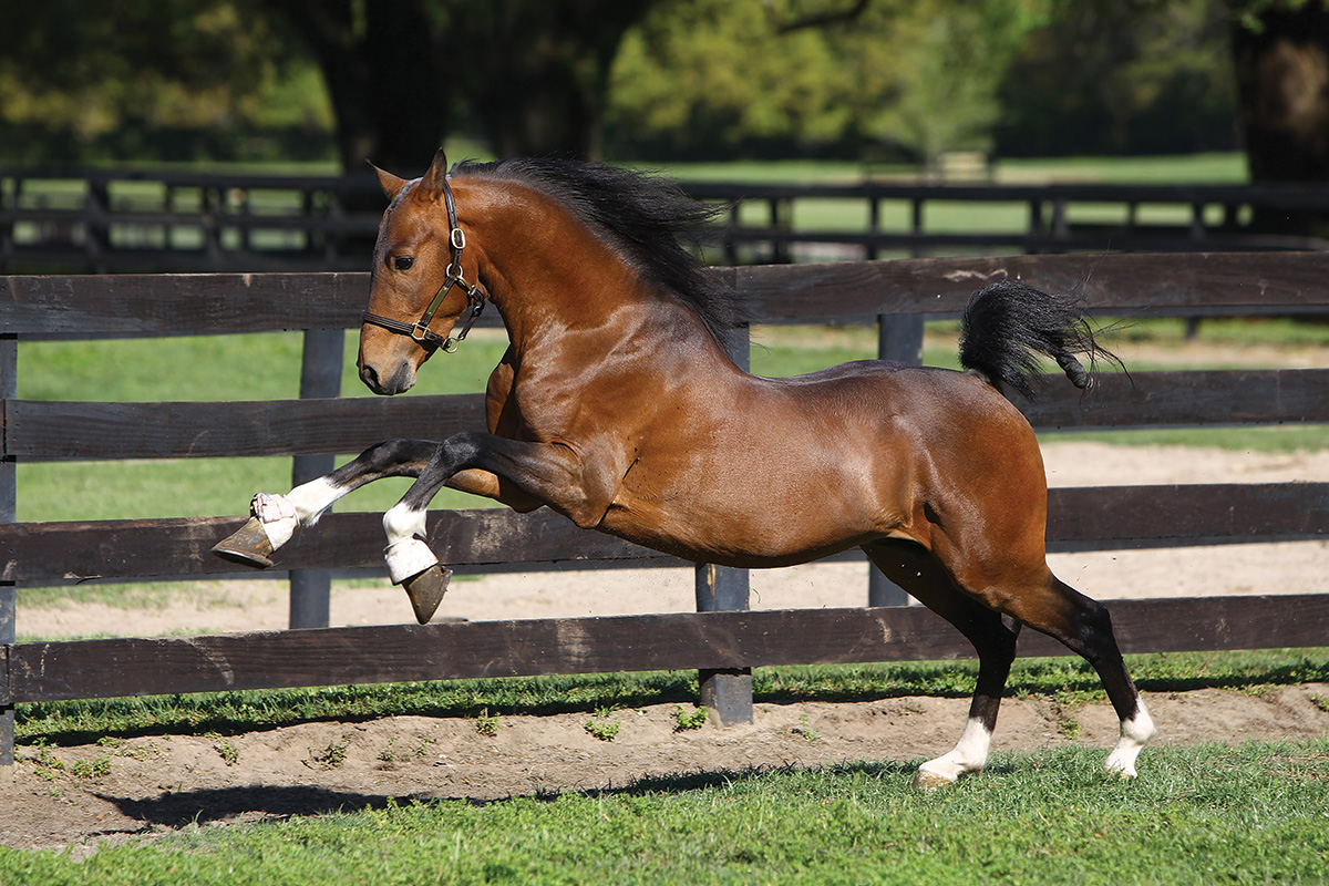 Breed Spotlight: Hackney Horse & Pony