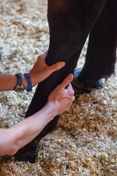 Checking legs for heat and swelling.