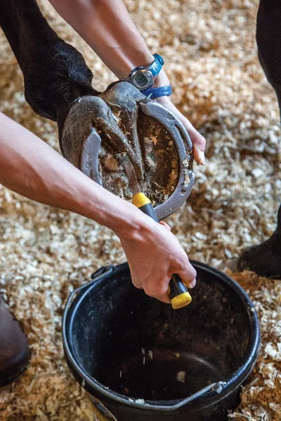 Collecting hoof pickings into a bucket.