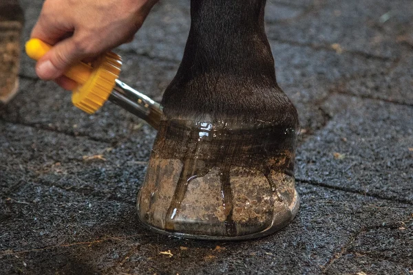 Applying hoof oil all the way up to the coronary band.