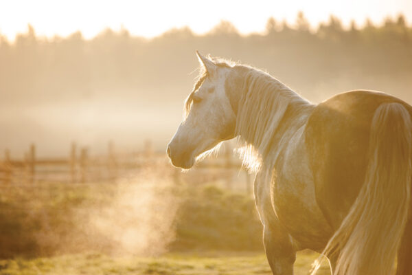 The visible breath of a horse as seasons are changing and temperatures are cooling