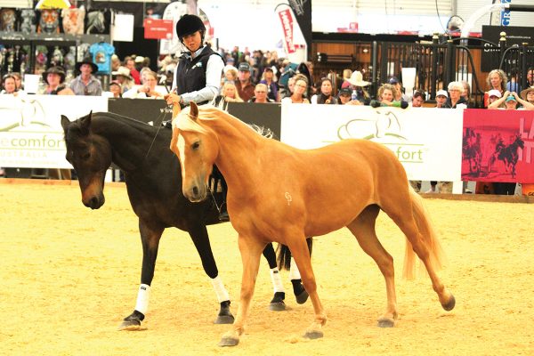 A trainer uses natural horsemanship during a demonstration