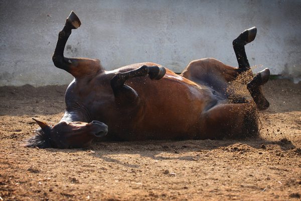 A horse rolling. One of the most noticeable signs of colic is repeated rolling as the pain becomes severe.