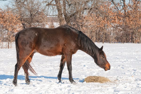 Understanding Your Horse's Digestive System