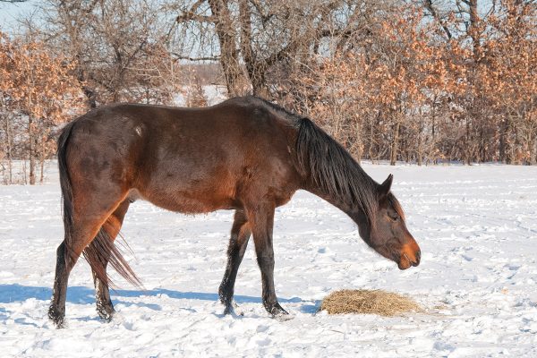 A horse eating hay in the snow. Even the way horses chew has a purpose for their digestive system.