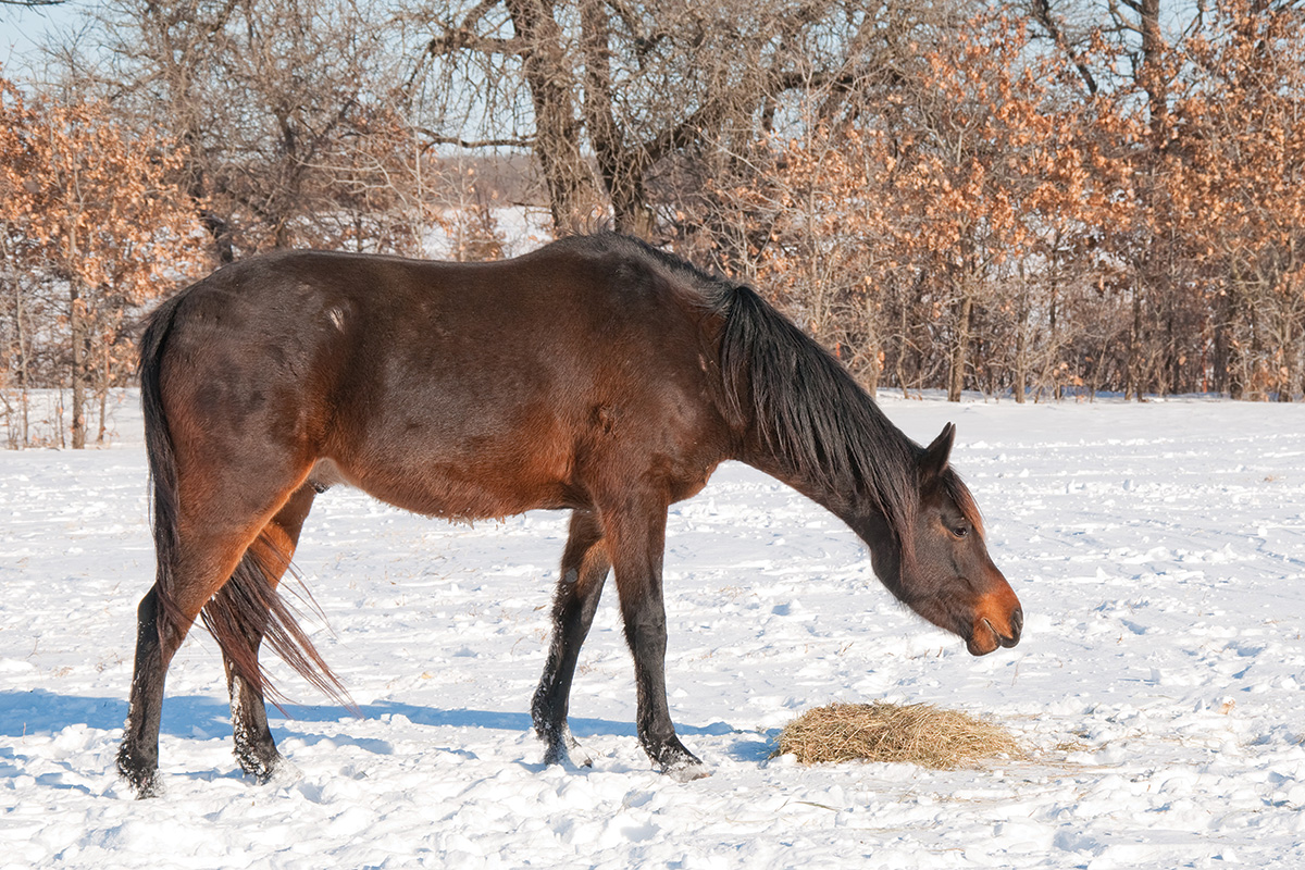 Understanding Your Horse’s Digestive System