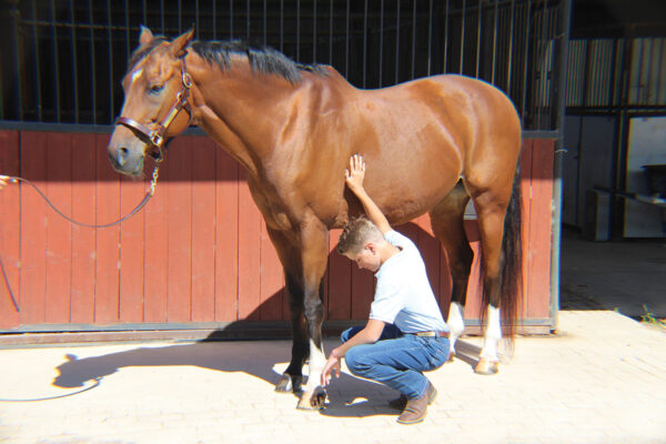 A young boy takes the digital pulse of his horse