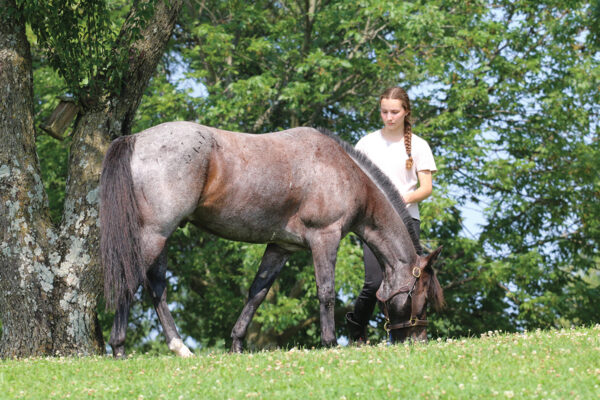 A girl grazing a roan pony